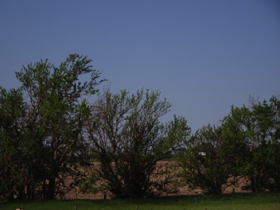 Osage Orange "Fencing"